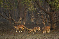 Axis / Chital deer (Cervus / Axis axis) foraging in Sonneratia mangrove forest. The deer are feeding on fallen leaves and fruits and occasionally reaching up to crop leaves. Rhesus monkeys are sometim...