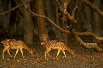Axis / Chital deer (Cervus / Axis axis) foraging in Sonneratia mangrove forest. The deer are feeding on fallen leaves and fruits and occasionally reaching up to crop leaves. Rhesus monkeys are sometim...