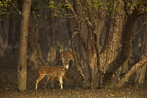 Male Axis / Chital deer (Cervus / Axis axis) foraging in Sonneratia mangrove forest. The deer are feeding on fallen leaves and fruits and occasionally reaching up to crop leaves. Rhesus monkeys are so...