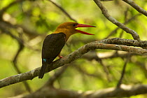 Brown-winged Kingfisher (Halcyon amauroptera) calliing in the mangroves, Sundarban Forest, Khulna Province, Bangladesh.