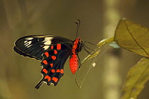 Crimson Rose Swallowtail Butterfly (Atrophaneura hector) resting on leaf of a Heritiera mangrove tree. Sundarban Forest, Khulna Province, Bangladesh.