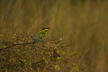 Blue-tailed Bee-eater (Merops philippinis) perched in shrub in the Sundarban Forest, Khulna Province, Bangladesh.