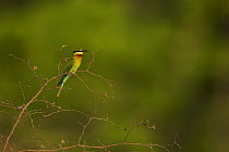 Blue-tailed Bee-eater (Merops philippinis) perched in shrub in the Sundarban Forest, Khulna Province, Bangladesh.