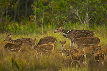Chital / Axis deer (Cervus / Axis axis) in natural grassland on high ground behind mangrove forest, Sundarban Forest, Khulna Province, Bangladesh, April 2006