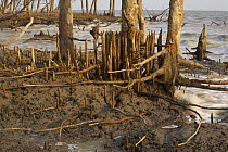 Mangroves at the edge of the Bay of Bengal on the S coast of Bangladesh. These mangroves are battered by the sea, but are important in protecting the coast from storms and erosion. Sundarban Forest, K...