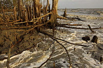 Mangroves at the edge of the Bay of Bengal on the S coast of Bangladesh. These mangroves are battered by the sea, but are important in protecting the coast from storms and erosion. Sundarban Forest, K...