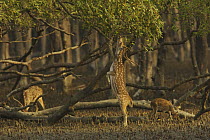 Chital / Axis deer (Cervus / Axis axis) foraging in Sonneratia mangrove forest. The deer are feeding on fallen leaves and fruits and occasionally reaching up to crop leaves. Rhesus monkeys are sometim...