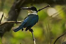 Collared Kingfisher (Todiramphus chloris) perched, preening in the mangroves, Sundarban Forest, Khulna Province, Bangladesh.