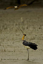 Brahminy Kite (Haliastur indus) diving at a Lesser Adjutant Stork (Leptoptilos javanicus) that has just pulled a large worm out of the mud on the bank of a mangrove channel. The stork holds the worm i...
