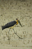 Lesser Adjutant stork (Leptoptilos javanicus) foraging on the mangrove mudflats, Sundarban Forest, Khulna Province, Bangladesh, Endangered,