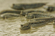 Mudskippers {Periophthalmus sp} forage on the mudflats of a mangrove channel, Sundarban Forest, Khulna Province, Bangladesh.