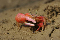 Fiddler crab {Uca sp} emerging from its burrow in the mangrove mud to forage during low tide,  Sundarban Forest, Khulna Province, Bangladesh.