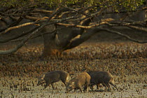 A group of Wild boar (Sus scrofa) foraging on the mudflats at the edge of a Sonnneratia mangrove forest, Sundarban Forest, Khulna Province, Bangladesh, April 2006