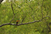 Brown-winged Kingfisher (Pelargopsis amauropterus / Halcyon amauroptera) perched in a tree overhanging a mangrove channel, Sundarban Forest, Khulna Province, Bangladesh.