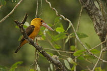 Brown-winged Kingfisher (Pelargopsis amauropterus / Halcyon amauroptera) perched in a tree overhanging a mangrove channel, Sundarban Forest, Khulna Province, Bangladesh.