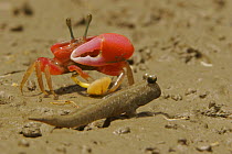 Fiddler crab (Uca sp) emerging from its burrow to forage on the mangrove mudflats at low tide, and mudskipper fish, Sundarban Forest, Khulna Province, Bangladesh.