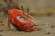 Fiddler crab (Uca sp) emerging from its burrow to forage on the mangrove mudflats at low tide, Sundarban Forest, Khulna Province, Bangladesh.