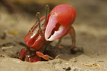 Fiddler crab (Uca sp) emerging from its burrow to forage on the mangrove mudflats at low tide, Sundarban Forest, Khulna Province, Bangladesh.