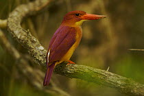 Ruddy Kingfisher (Halcyon coromanda) perched in the mangrove forest, Sundarban Forest, Khulna Province, Bangladesh.