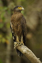 Crested Serpent Eagle (Spilornis cheela) perched along the side of a mangrove channel, Sundarban Forest, Khulna Province, Bangladesh.