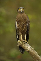 Crested Serpent Eagle (Spilornis cheela) perched along the side of a mangrove channel, Sundarban Forest, Khulna Province, Bangladesh.