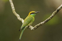 Little Green Bee-eater (Merops orientalis) perched in the Sundarban Forest, Khulna Province, Bangladesh.