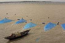 Boats fishing for Shrimp fry in the Passur River, near Chandpai Village. Each fisherman, working from his own boat, has set a net to capture shrimp fry passing on the current as the tide rises and bri...
