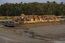 Village of Chandpai on the Passur River, where shrimp fry fishing to supply shrimp for the shrimp ponds is the main industry. Villagers live in simple mud and thatch huts that are washed away by high...