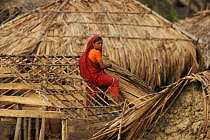 Woman thatching a roof in the village of Chandpai on the Passur River, where shrimp fry fishing to supply shrimp for the shrimp ponds is the main industry. Villagers live in simple mud and thatch huts...