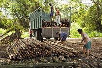 Men load (Rhizophora apiculata) mangrove poles into a truck. These poles are harvested during the 15 year thinning operation in the Matang Mangrove forest, where mangroves are grown on a 30 year cycle...