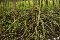 Mangrove (Rhizophora apiculata) trees in a protected area of the Matang mangrove forest.~Taiping vicinity, Perak, Malaysia. May 2006