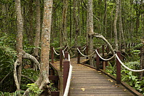 A boardwalk for visitors to the Matang mangroves. Taiping vicinity, Perak, Malaysia. May 2006