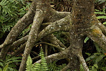 {Rhizophora apiculata} mangrove trees in a protected area of the Matang mangroves. Taiping vicinity, Perak, Malaysia. May 2006
