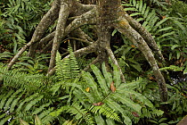 Ferns growing amongst aerial roots of {Rhizophora apiculata} mangrove trees in a protected area of the Matang mangroves. Taiping vicinity, Perak, Malaysia. May 2006