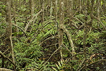 Ferns grow amongst roots of (Rhizophora apiculata) mangrove trees in a protected area of the Matang mangroves. Taiping vicinity, Perak, Malaysia. May 2006
