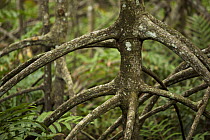 Roots of {Rhizophora apiculata} mangrove trees in a protected area of the Matang mangroves. Taiping vicinity, Perak, Malaysia. May 2006