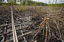 A clearcut area of mangrove forest with track for transporting the wood, Logging in the Matang mangrove forest, where (Rhizophora apiculata) trees are grown for 30 years and then harvested for charcoa...