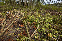 Logging in the Matang mangrove forest, where (Rhizophora apiculata) trees are grown for 30 years and then harvested for charcoal production. This hundred year old program is considered the best manage...