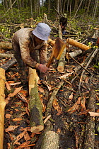 Stripping bark from mangrove logs, logging in the Matang mangrove forest, where (Rhizophora apiculata) trees are grown for 30 years and then harvested for charcoal production. This hundred year old pr...