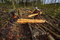 Hauling logs to the river by wheelbarrow. Logging in the Matang mangrove forest, where (Rhizophora apiculata) trees are grown for 30 years and then harvested for charcoal production. This hundred year...