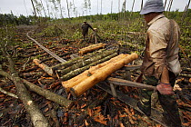 Hauling logs to the river by wheelbarrow.  Logging in the Matang mangrove forest, where (Rhizophora apiculata) trees are grown for 30 years and then harvested for charcoal production. This hundred yea...