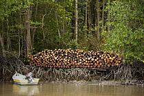 Logs stacked by the river. Logging in the Matang mangrove forest, where (Rhizophora apiculata) trees are grown for 30 years and then harvested for charcoal production. This hundred year old program is...