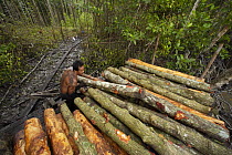 Stacking logs by the river for transport to charcoal kilns. Logging in the Matang mangrove forest, where (Rhizophora apiculata) trees are grown for 30 years and then harvested for charcoal production....