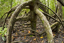 Aerial roots of Mangrove (Rhizophora apiculata)  trees in the Virgin Jungle Reserve portion of the Matang mangrove forest. Taiping vicinity, Perak, Malaysia. May 2006