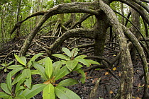 Aerial roots of Mangrove (Rhizophora apiculata)  trees in the Virgin Jungle Reserve portion of the Matang mangrove forest. Taiping vicinity, Perak, Malaysia. May 2006