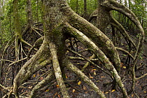 Aerial roots of Mangrove (Rhizophora apiculata)  trees in the Virgin Jungle Reserve portion of the Matang mangrove forest. Taiping vicinity, Perak, Malaysia. May 2006