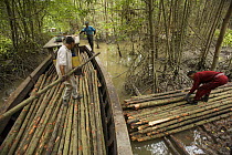 Loading harvested mangrove poles into a boat,  from the 15 year thinning phase of managed mangrove forestry at the Matang mangroves. Logging in the Matang mangrove forest, where Rhizophora apiculata t...