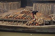 Logs stacked near the charcoal kilns. Charcoal production near Taiping, Malaysia, where (Rhizophora apiculata) mangrove wood from the Matang Mangroves is used to produce charcoal using traditional met...