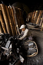 Men load charcoal pieces into wheelbarrows. Charcoal production near Taiping, Malaysia, where (Rhizophora apiculata) mangrove wood from the Matang Mangroves is used to produce charcoal using tradition...