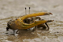 Fiddler crab (Uca sp.) male on the mudflats of the Matang mangroves. Taiping vicinity, Perak, Malaysia. May 2006